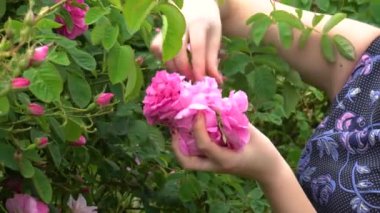 Mavi elbiseli genç kadın bahçeye pembe güller atıyor