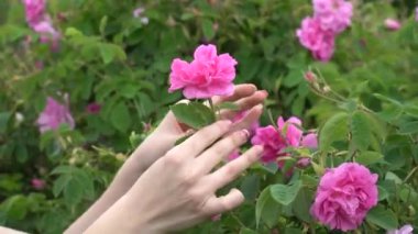 Mavi elbiseli genç kadın bahçeye pembe güller atıyor