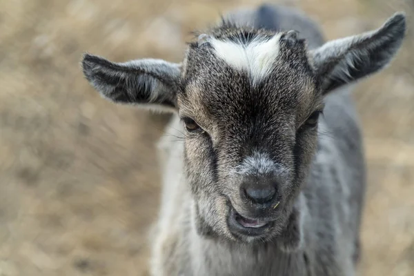 Petit Portrait De Chevre Herbe Bebe Stock Photo