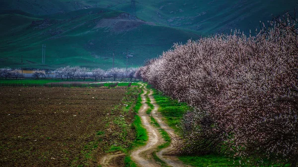 ウズベキスタンの春 開花中の木 — ストック写真