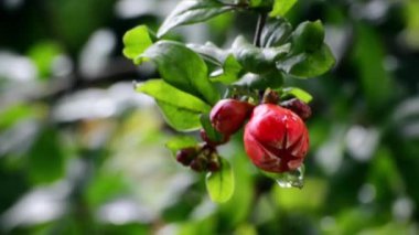 Özbekistan 'da çiçek açan nar meyveleri