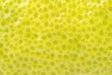 Yeşil kabuğu taze meyve oroblanco yakın çekim