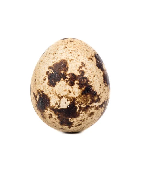 Spotted Raw Quail Egg Isolated White Background — Stock Photo, Image