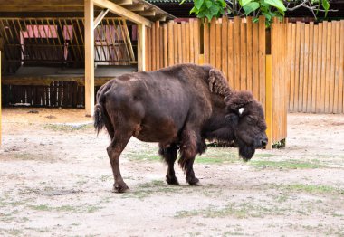 Hayvanat bahçesinde çimenlerin üzerinde otlatma güzel Avrupa bizonu