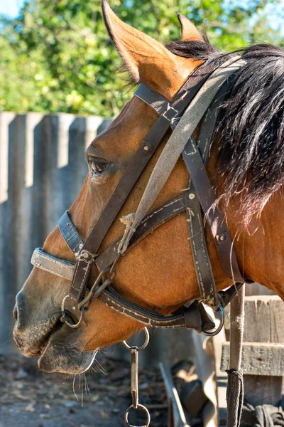 Hlava Krásné Hnědé Koně Closeup — Stock fotografie