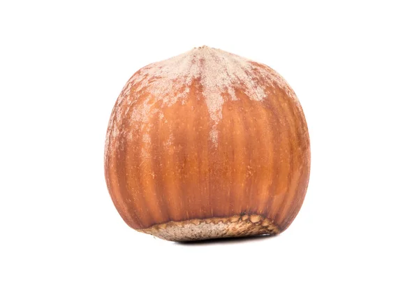 Raw Lískové Ořechy Skořápce Izolovaných Bílém Pozadí — Stock fotografie