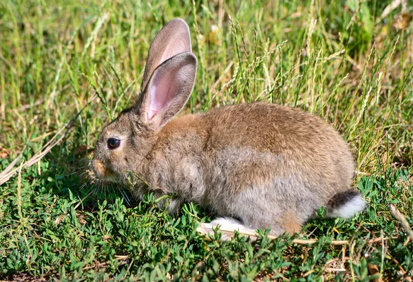 庭の緑の草の上灰色の若いウサギ — ストック写真
