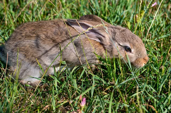 緑の草に美しい灰色若いウサギ — ストック写真