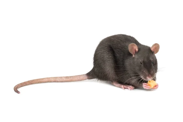 Graue Ratte Beißt Ein Stück Käse Auf Weißem Hintergrund — Stockfoto