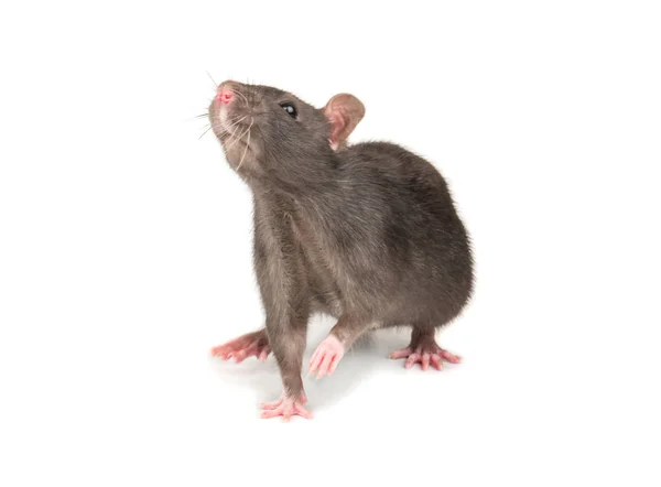Junge Dekorative Graue Ratte Isoliert Auf Weißem Hintergrund — Stockfoto