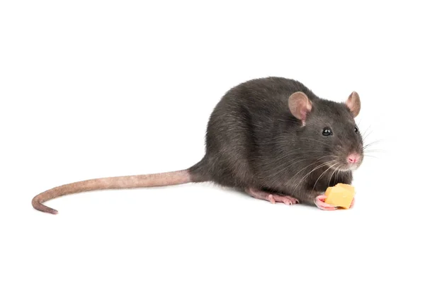 Grijze Rat Houden Poten Stukje Kaas Witte Achtergrond — Stockfoto