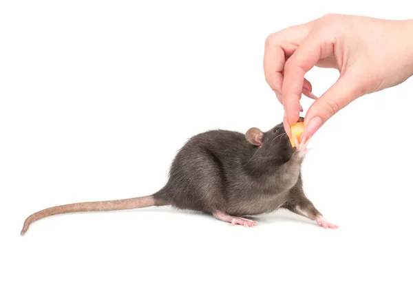 Woman Feeds Grey Rat Piece Cheese White Background — Stock Photo, Image