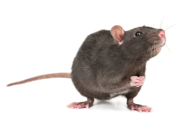 可爱的灰色大鼠离体在白色背景上 — 图库照片