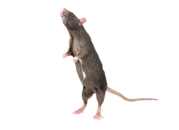 Gray Rat Standing Hind Legs White Background — Stock Photo, Image