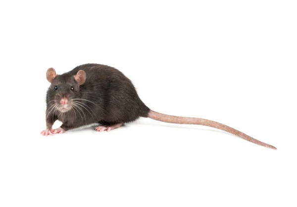 Niedliche Graue Ratte Isoliert Auf Weißem Hintergrund — Stockfoto