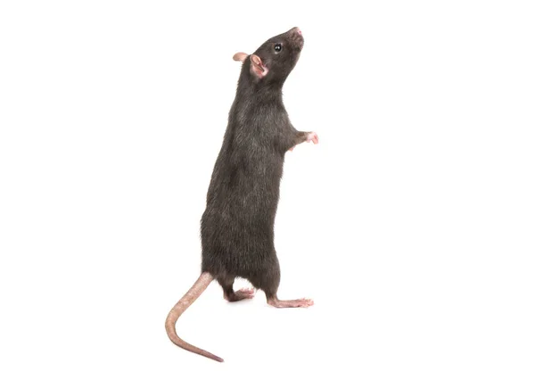 灰色老鼠站立在后腿在白色背景上 — 图库照片