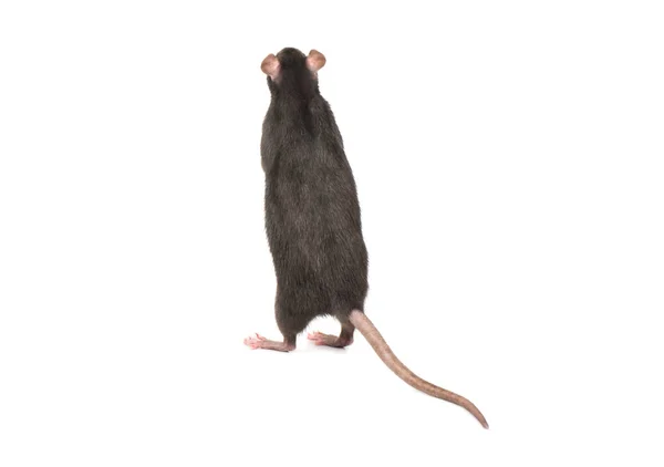 Szary Szczur Stojąc Tylnych Łapach Białym Tle — Zdjęcie stockowe