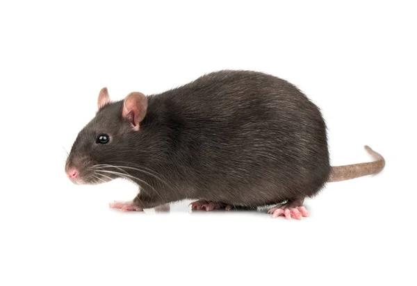 Lilla Grå Råtta Isolerad Vit Bakgrund — Stockfoto