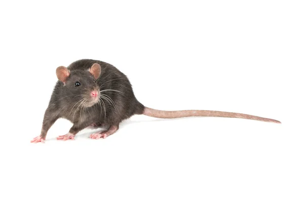 Söt Grå Råtta Isolerad Vit Bakgrund — Stockfoto
