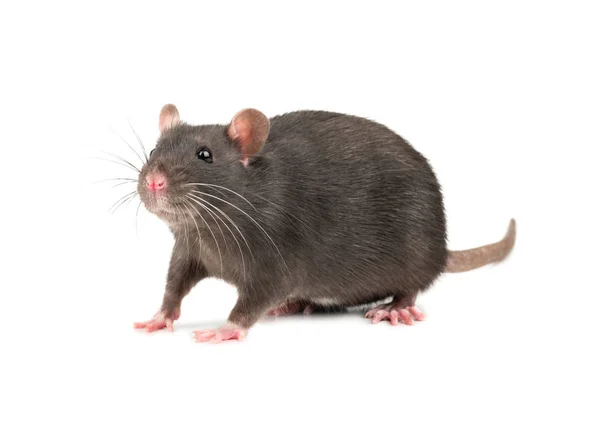 白色背景上孤立的小灰鼠 — 图库照片