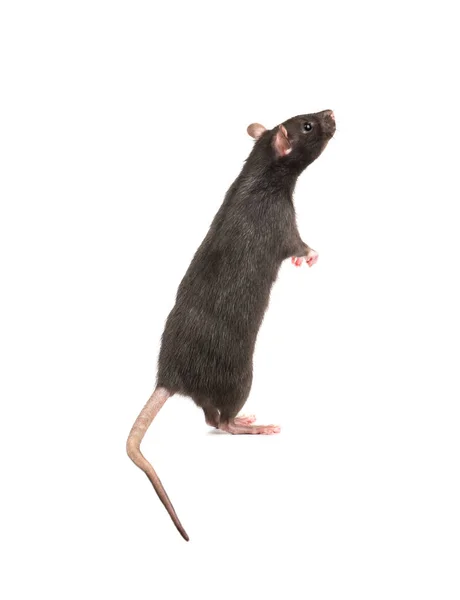 Gray Rat Standing Hind Legs White Background — Stock Photo, Image