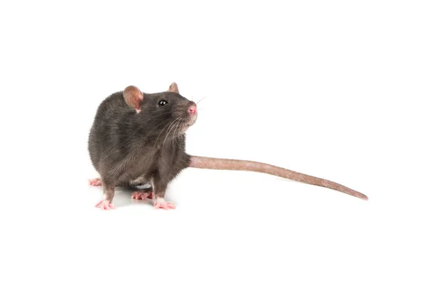 Szczur Wącha Powietrza Białym Tle — Zdjęcie stockowe