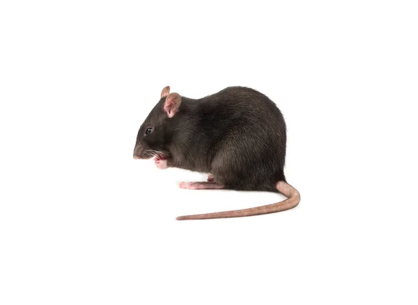 Vacker Grå Råtta Isolerad Vit Bakgrund — Stockfoto