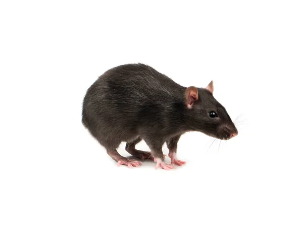 Gray Rat Stands Four Legs White Background — Stock Photo, Image