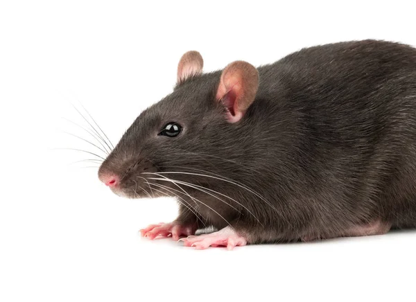 Home Grey Rat Closeup White Background — Stock Photo, Image