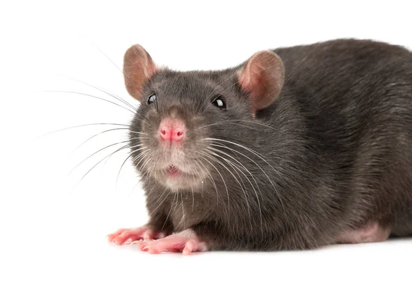 Gray Rat Head Close White Background — Stock Photo, Image