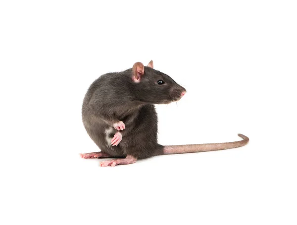 Niedliche Graue Ratte Sitzt Auf Zwei Beinen Auf Weißem Hintergrund — Stockfoto