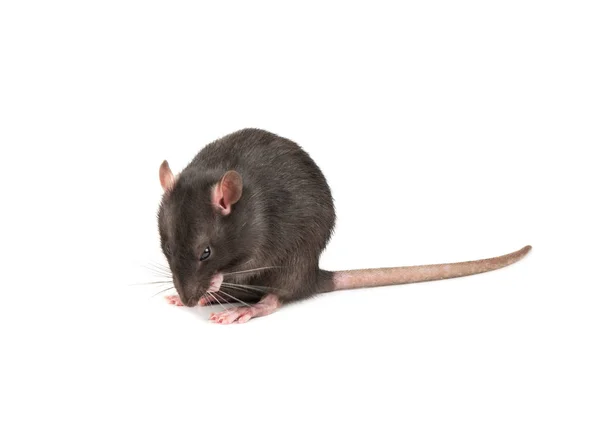 Little Gray Rat Washes His Paws White Background — Stock Photo, Image