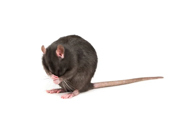 Petit Rat Gris Lave Ses Pattes Sur Fond Blanc — Photo