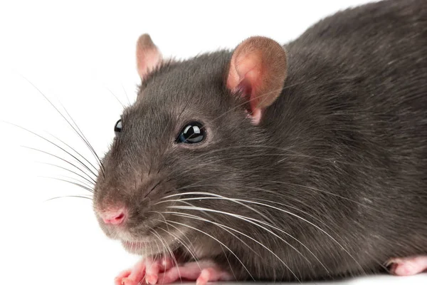Leende För Grå Råtta Närbild Vit Bakgrund — Stockfoto
