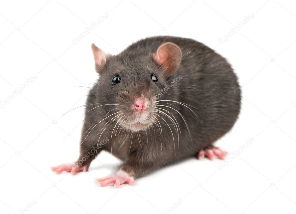 Cute gray rat isolated on white background closeup