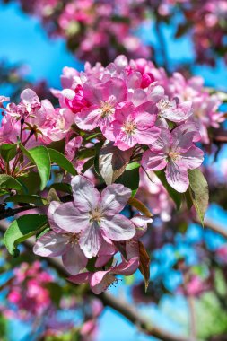 Kırmızı çiçekli elma ağacı gökyüzü Şubesi