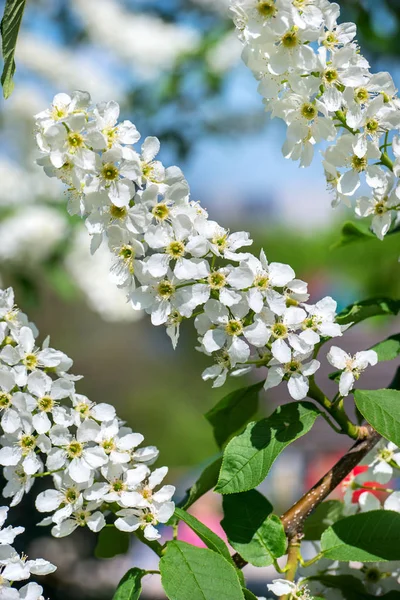 Çiçekli Beyaz Kuş Kiraz Çiçekleri Sokakta Şubesi — Stok fotoğraf