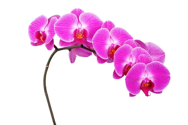 Branch Beautiful Pink Orchid Isolated White Background — Stock Photo, Image