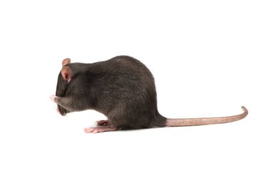 Beyaz arka plan üzerinde şirin gri sıçan yıkar