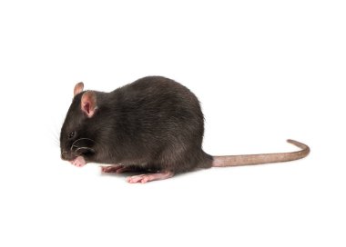 Küçük gri fare onun pençeleri beyaz arka plan üzerinde yıkar.