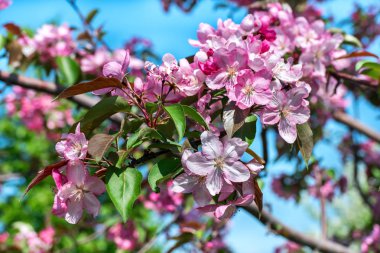 Kırmızı çiçekli elma ağacı gökyüzü Şubesi