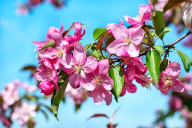 Kırmızı çiçekli elma ağaçlarının sokakta Şubesi