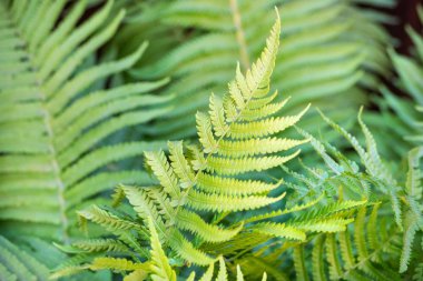 Bush yaban fern closeup ormanda