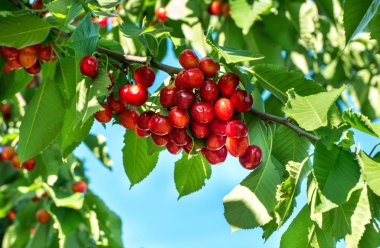 Güzel kırmızı kiraz bahçede bir ağaç üzerinde şube