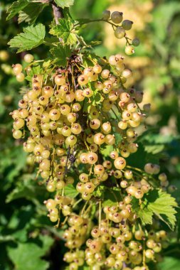 Yaz bahçe portre sarı frenküzümü fidanları