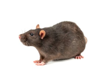 Beyaz arka plan üzerinde izole kalın gri sıçan