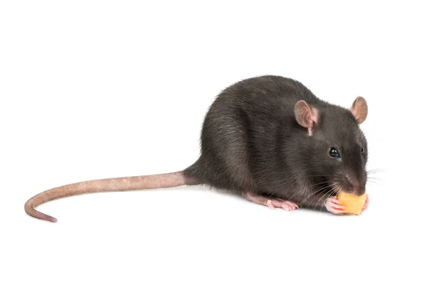 Mooie Grijze Rat Eten Kaas Witte Achtergrond — Stockfoto