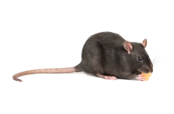 Rato Come Queijo Mantém Patas Fundo Branco — Fotografia de Stock