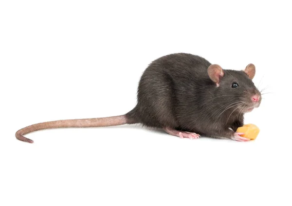 Graue Ratte Isst Ein Stück Käse Auf Weißem Hintergrund — Stockfoto