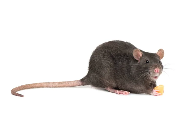 Grijze Rat Houden Poten Stukje Kaas Witte Achtergrond — Stockfoto